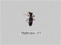 藏品(菲律賓產昆蟲)的圖片